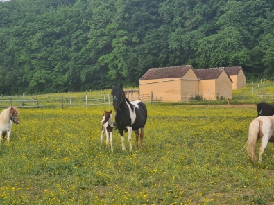 02_cavalerie_elevage2